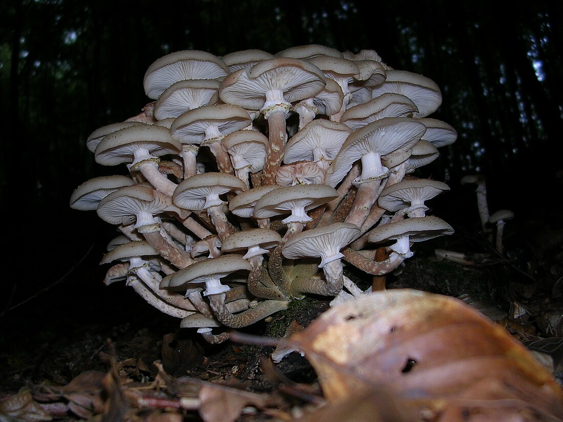 Armillaria mellea