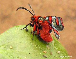 <span class="mw-page-title-main">Fire grid burnet</span> Species of moth