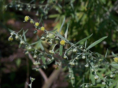 Artemisia pontica