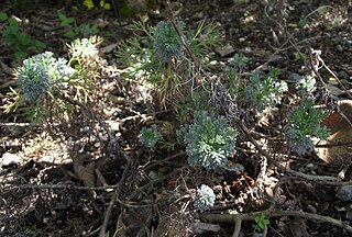 <i>Artemisia kawakamii</i> Species of plant
