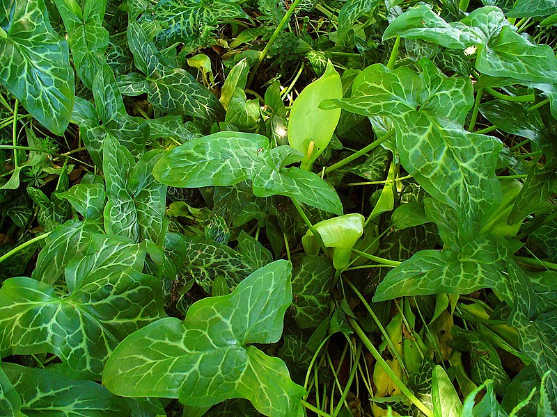 File:Arum italicum 001.JPG