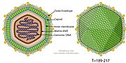 Miniatura para Asfarviridae