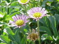 Aster alpinus0.jpg