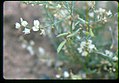 Astragalus mulfordiae flowers in SW Idaho 2.jpg