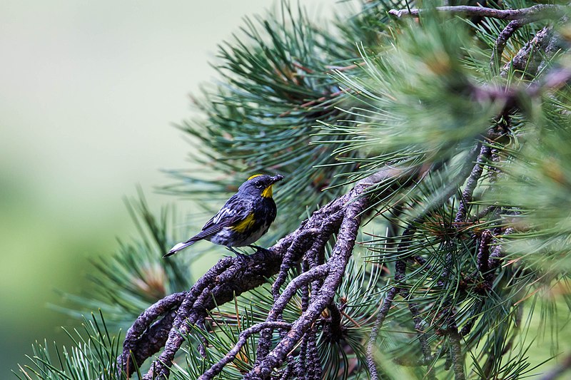 File:Audubon's warbler (48408008426).jpg