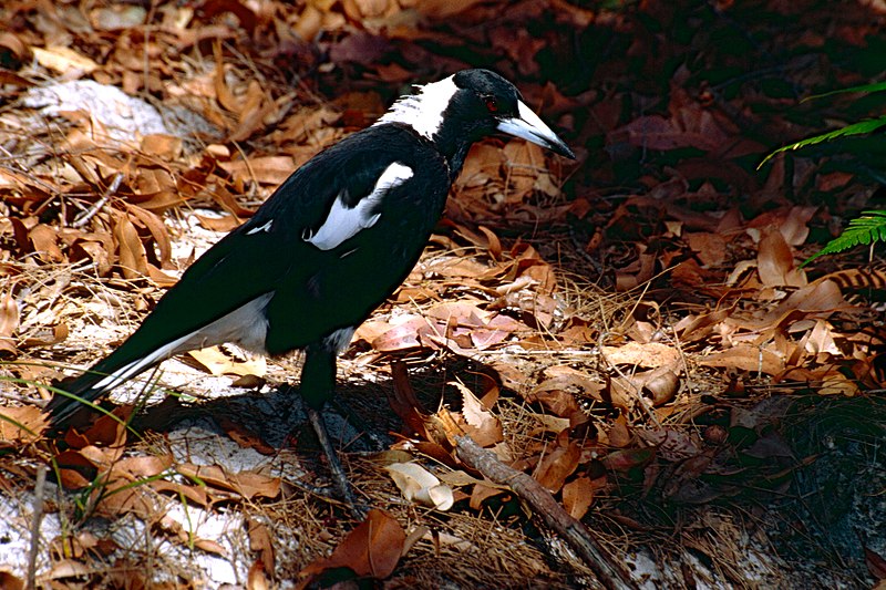 File:Australian Magpie (Gymnorhina tibicen) (9993562904).jpg