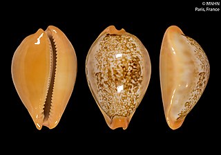 <i>Austrasiatica langfordi</i> Species of gastropod