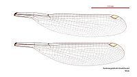 Austroargiolestes brookhousei male wings (34664650482).jpg