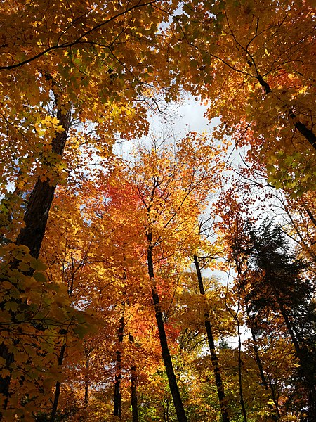 File:Autumn at Algonquin Provincial Park.jpg