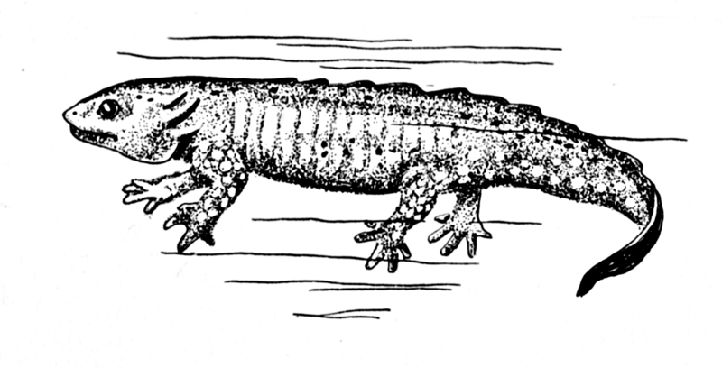 File:Axolotl (PSF).png