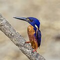 * Nomination Azure kingfisher (Ceyx azureus ruficollaris) --Charlesjsharp 09:21, 19 January 2024 (UTC) * Promotion  Support Good quality. --Bijay Chaurasia 13:23, 19 January 2024 (UTC)