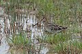 * Nomination Common snipe (Gallinago gallinago) at Ichkeul national park.I, the copyright holder of this work, hereby publish it under the following license:This image was uploaded as part of Wiki Loves Earth 2024. --El Golli Mohamed 22:15, 30 May 2024 (UTC) * Critique requise