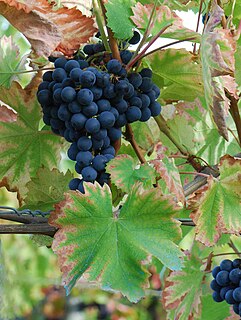 <span class="mw-page-title-main">Mourvèdre</span> French wine grape variety