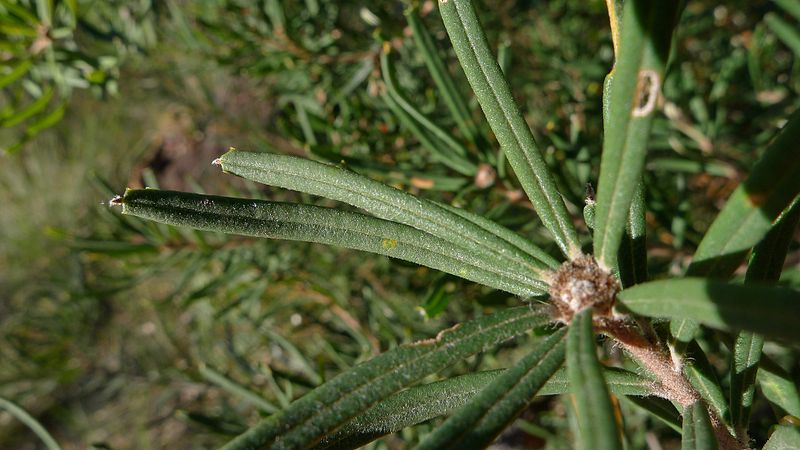 File:Banksia marginata branch (8742816167).jpg