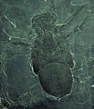 Holotip de Megarachne, mottle de guix conservat al Museu de Ciències Naturals de Barcelona.