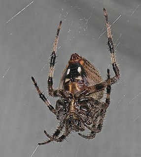 <i>Neoscona crucifera</i> Species of spider