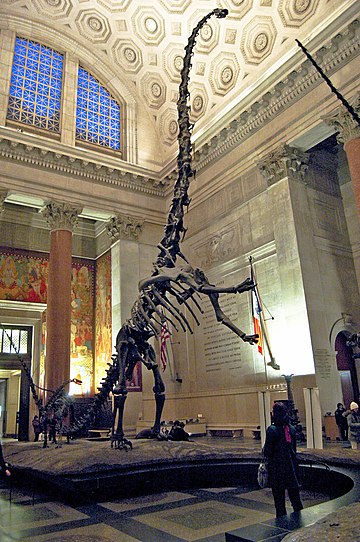 Barosaurus lentus