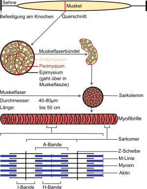 Muskelfaser: Bauweise, Faserarten, Physiologie