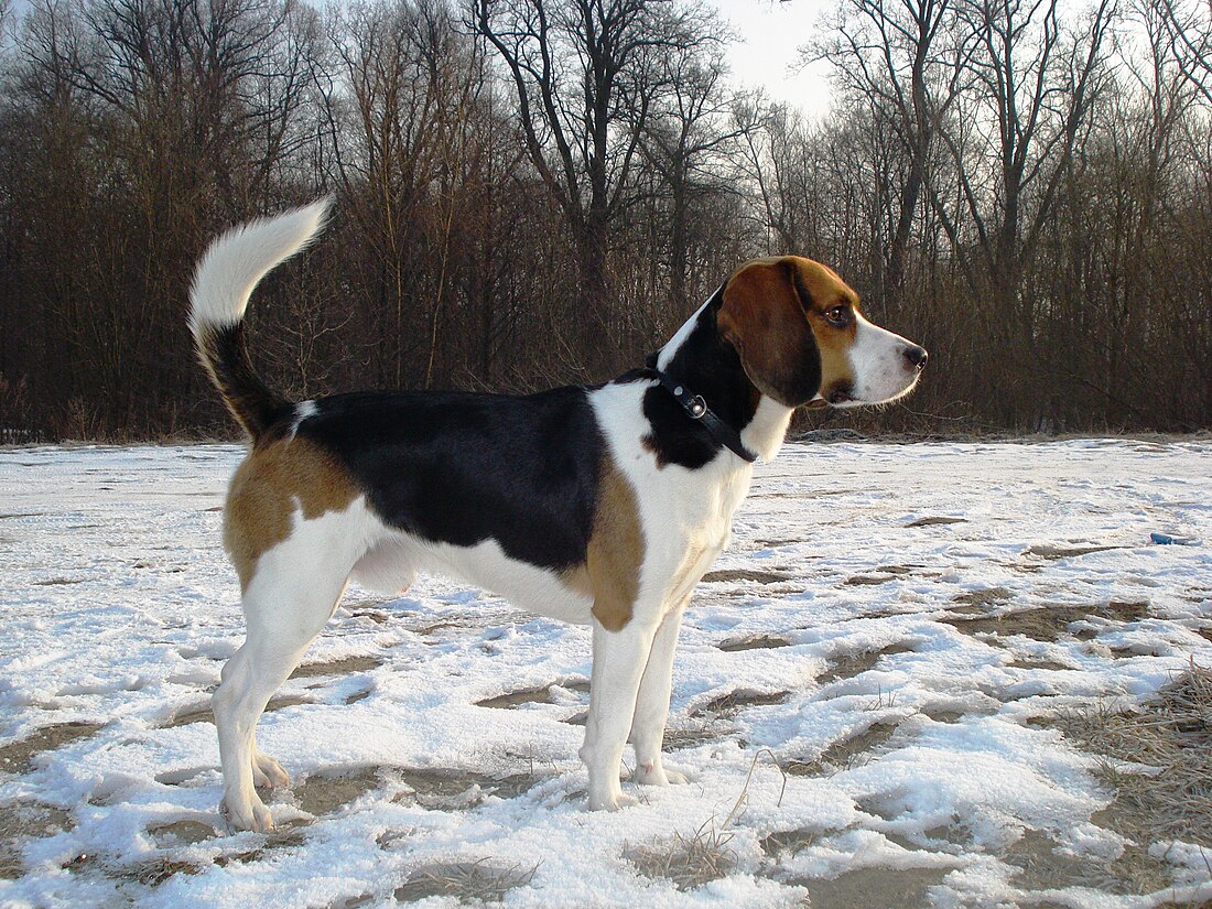 Beagle harrier