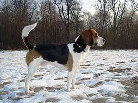 Beagle-Kiekendief