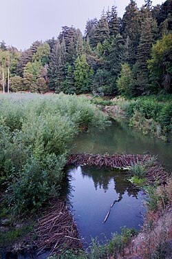 Los Gatos Creek