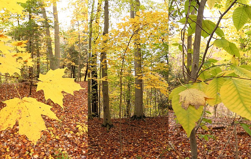 File:Beech-maple forest with details of leaves.jpg