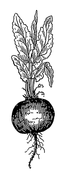 File:Beet (PSF).png