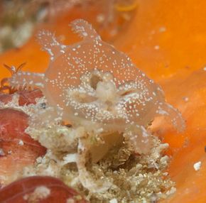 Beschreibung des Bildes Bell stalked jelly1.jpg.