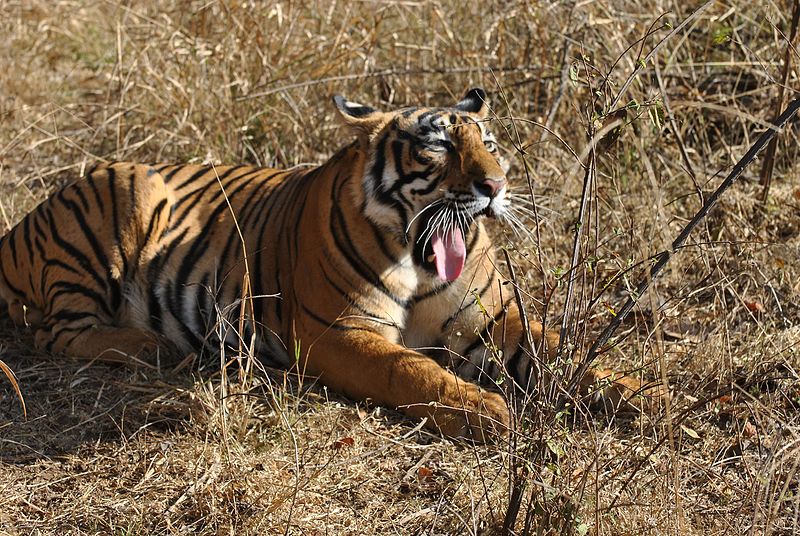 File:Bengal Tiger12.jpg