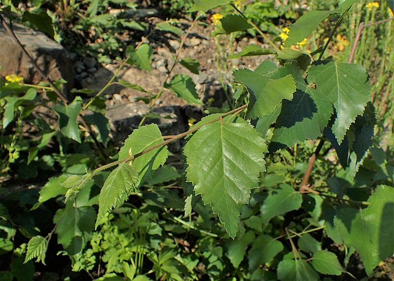 File:Betula medwediewii kz02.jpg