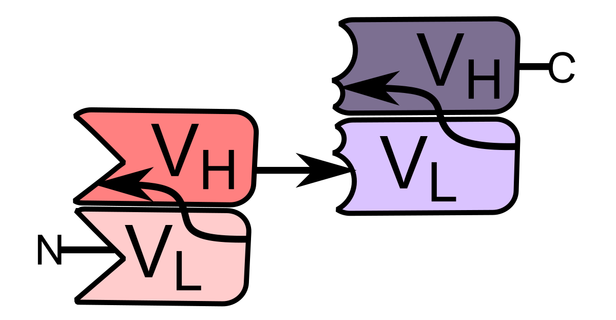 Cetuximab structure. Bispecific. T bi t. Bi file