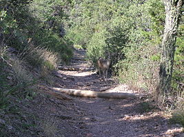 Big Bend National Park PB122634.jpg