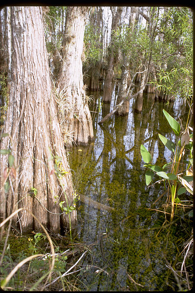 File:Big Cypress National Preserve BICY1059.jpg