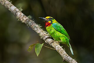 <span class="mw-page-title-main">Black-banded barbet</span> Species of bird