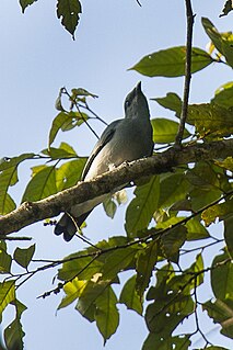 Black-bibbed cicadabird