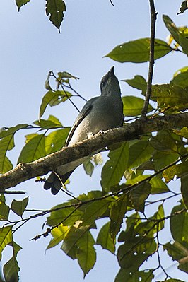 Filipijnse rupsvogel