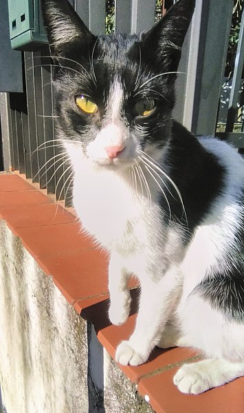 File:Black & white cat closeup 12-2021.jpg