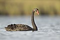 Black Swan 1 - Pitt Town Lagoon.jpg