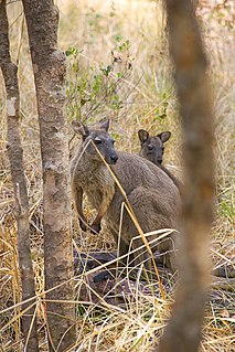 Black wallaroo Species of marsupial