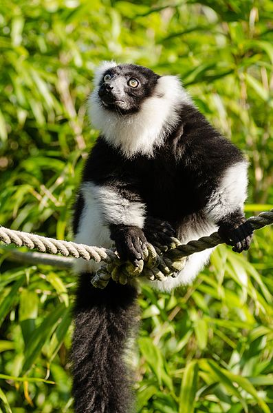 File:Black and white Ruffed Lemur (24936417802).jpg