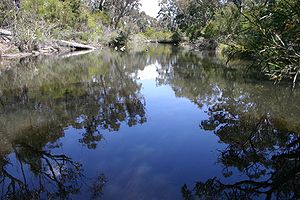 Blackbutt trees reflecting in the still water at Doctor Roberts waterhole in Girraween National Park, Southeast Queensland.