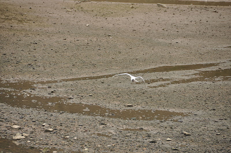 File:Black headed gull at Blaxton Meadow (0023).jpg