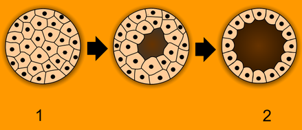 Animals are unique in having the ball of cells of the early embryo (1) develop into a hollow ball or blastula (2).