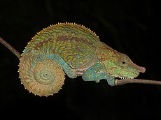 Blue-legged Chameleon (Calumma crypticum), Ranomafana National Park, Madagascar (11389223796).jpg