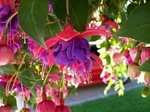 Blue Eyes Fuchsia.JPG