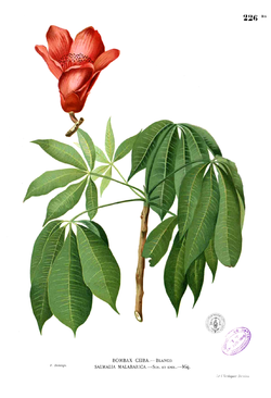 Bombax ceiba Blanco1.226b.png