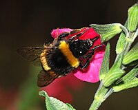 Bombus terrestris (Apidae) Bumblebee