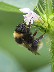 Bombus hortorum