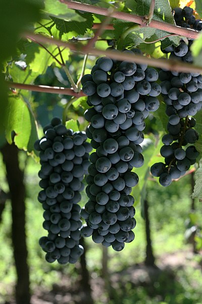 File:Bonarda Grape by lipecillo.jpg