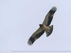 Booted Eagle (Hieraaetus pennatus) (31715881508).jpg